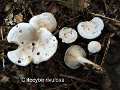 Clitocybe rivulosa-amf442
